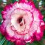 Adenium obesum "Kim Ngoc 5" (TQC75)