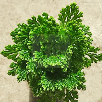 Selaginella kraussiana/Csipkeharaszt Selaginella kraussiana/Csipkeharaszt