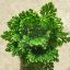 Selaginella kraussiana/Csipkeharaszt
