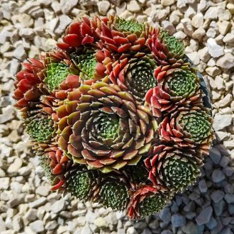 Sempervivum sp.X15/Nagy-Kövirózsa