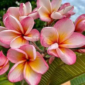 Plumeria rubra "Pink Shadow" magok