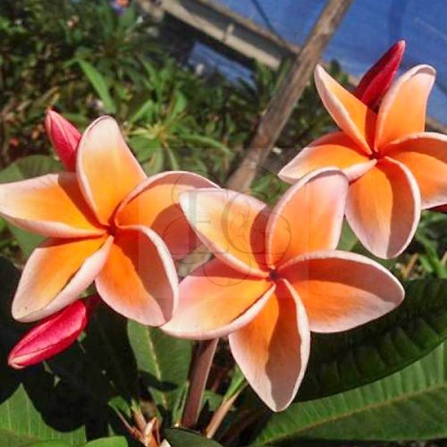 Plumeria rubra "Som See Nuan" 