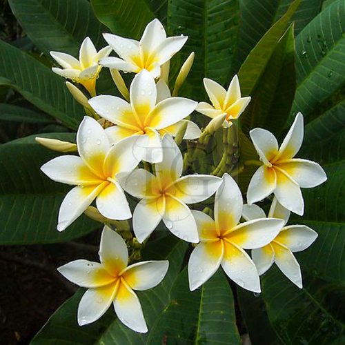 Plumeria rubra "Star White" JJ