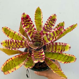 Neoregelia Wild Rabbit