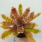 Neoregelia Wild Rabbit