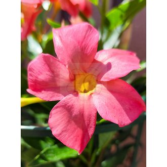 Mandevilla/Tölcsérjázmin "Lazac"