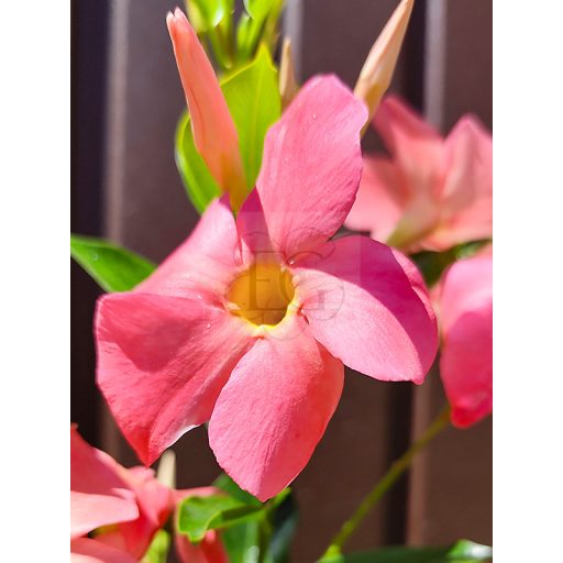 Mandevilla/Tölcsérjázmin "Lazac"