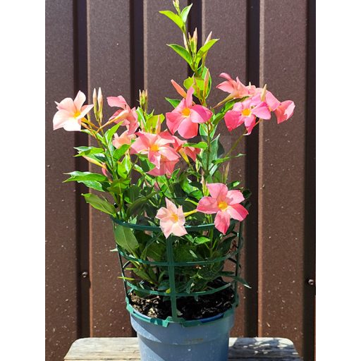 Mandevilla/Tölcsérjázmin "Lazac"