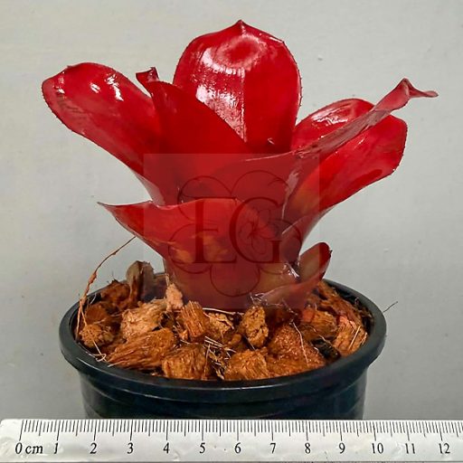 Neoregelia Flamingo Ninja 