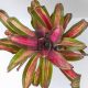 Neoregelia Stay Strong 