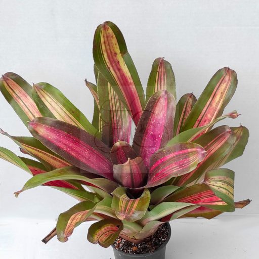 Neoregelia Stay Strong 