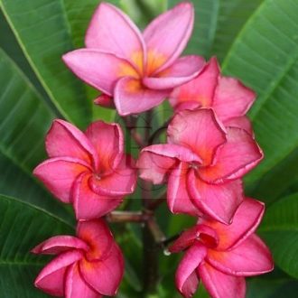 Plumeria rubra "Pele" JJ