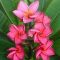 Plumeria rubra "Pele" JJ