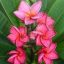 Plumeria rubra "Pele" JJ