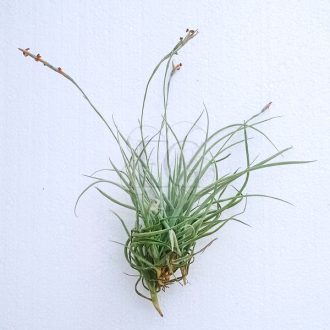 Tillandsia Caliginosa Pulk