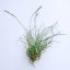 Tillandsia Caliginosa Pulk