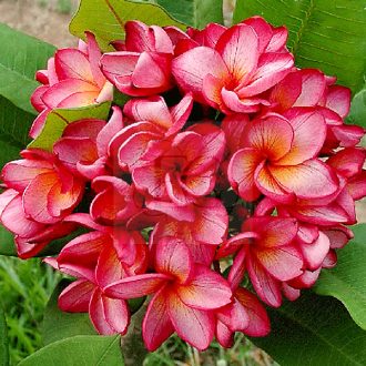Plumeria rubra "Tbred Tracy" JJ