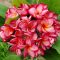 Plumeria rubra "Tbred Tracy" JJ
