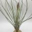 Tillandsia Juncea/XL