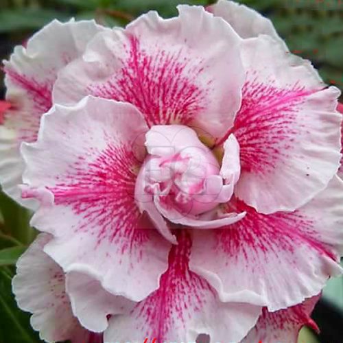 Adenium obesum "Lamp" (130)