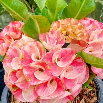 Euphorbia milii "Phear Phi Rome" (A102)