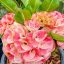 Euphorbia milii "Phear Phi Rome" (A102)