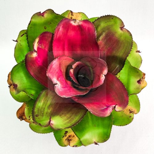 Neoregelia Concentica Red Gold 