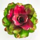 Neoregelia Concentica Red Gold 