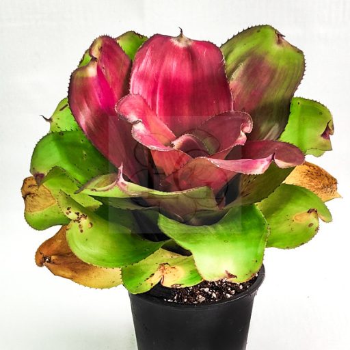 Neoregelia Concentica Red Gold 