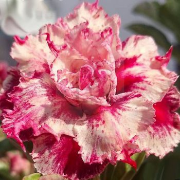 Adenium obesum "Morning" (952) Adenium obesum "Morning" (952)