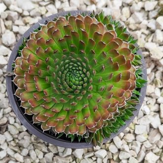   Sempervivum sp.39 "Orostachys spinosum var.Thrysiflorum"-Kövirózsa