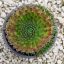 Sempervivum sp.39 "Orostachys spinosum var.Thrysiflorum"-Kövirózsa