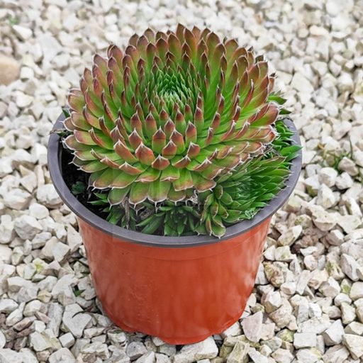 Sempervivum sp.39 "Orostachys spinosum var.Thrysiflorum"-Kövirózsa
