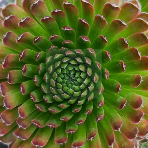 Sempervivum sp.39 "Orostachys spinosum var.Thrysiflorum"-Kövirózsa