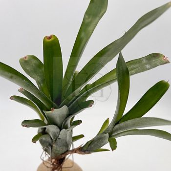 Neoregelia Abendrothe