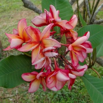 Plumeria rubra "Artistry" dugvány Plumeria rubra "Artistry" dugvány