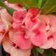 Euphorbia milii "Rose Bella" (50)