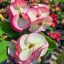 Euphorbia milii "Whire Snow" (A46)