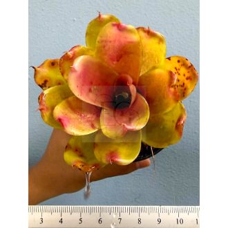 Neoregelia Mini Linda X Debbie