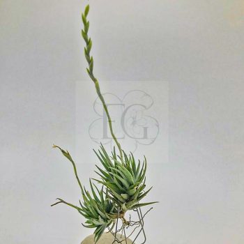 Tillandsia Loliacea Pulk  Tillandsia Loliacea Pulk
