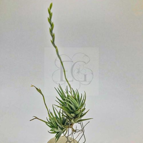 Tillandsia Loliacea Pulk 