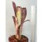 Billbergia Midnight Sun 