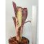Billbergia Midnight Sun 