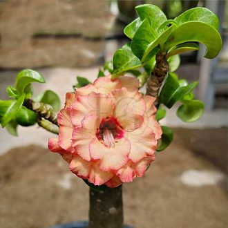 Adenium obesum Mini "Summer" (08)
