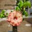 Adenium obesum Mini "Summer" (08)
