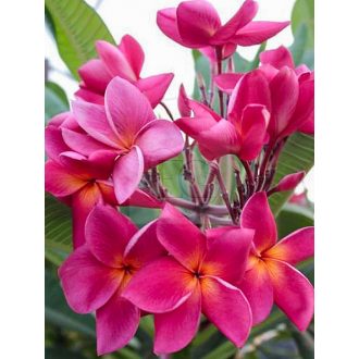 Plumeria rubra "Red Cherry"