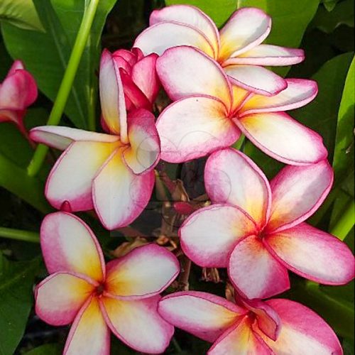 Plumeria rubra "Star Flash"