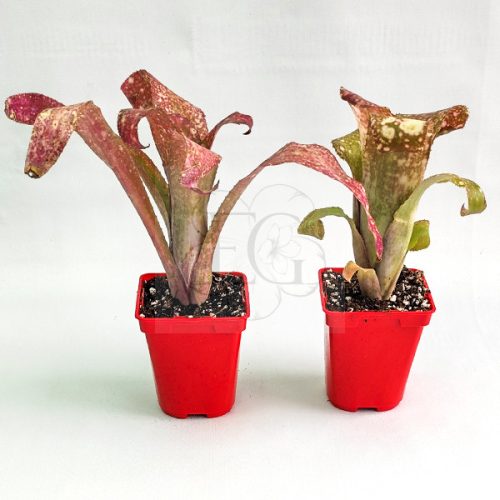 Billbergia Tequila Sunset