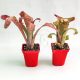 Billbergia Tequila Sunset