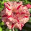 Adenium obesum "Bean Love" (TQC78)